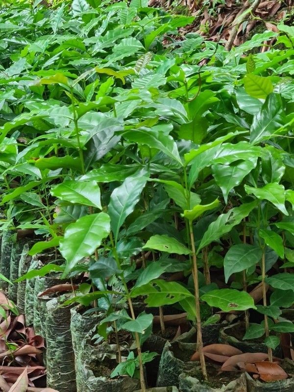 Coffee saplings grown in a nursery in Nagaland. (Morung File Photo)